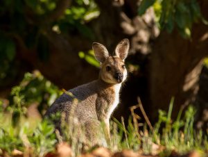 wallaby-593928_1920