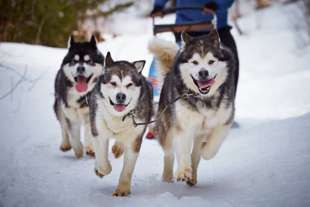 Attelage de chiens de traineau courant sur la neige l'hiver à la montagne