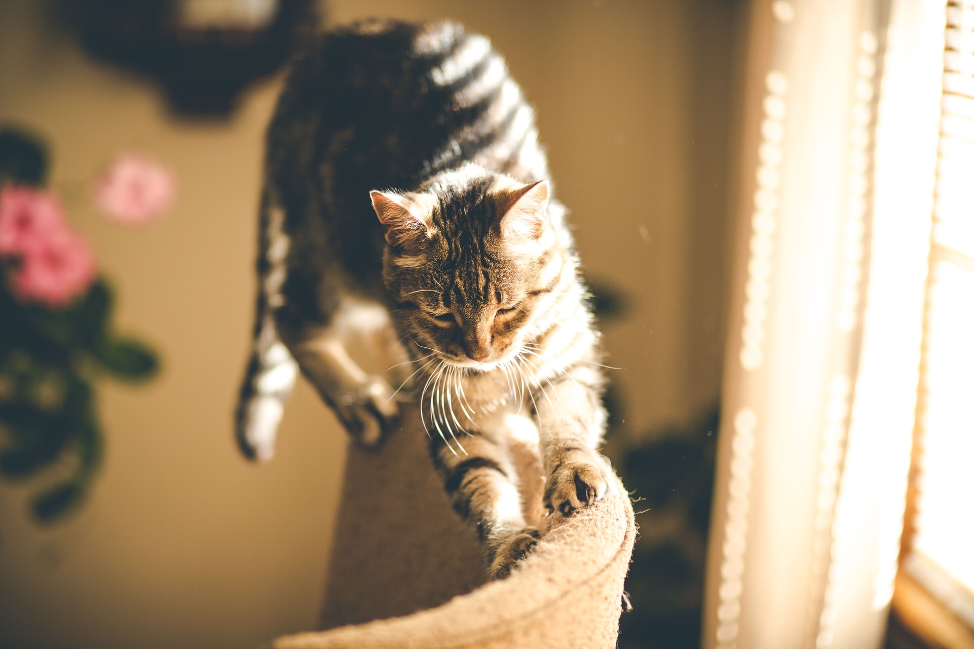 Chat qui griffe un canapé