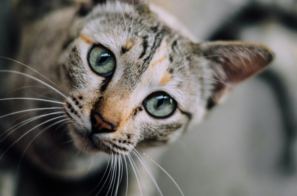 Gros plan sur un chat tigré