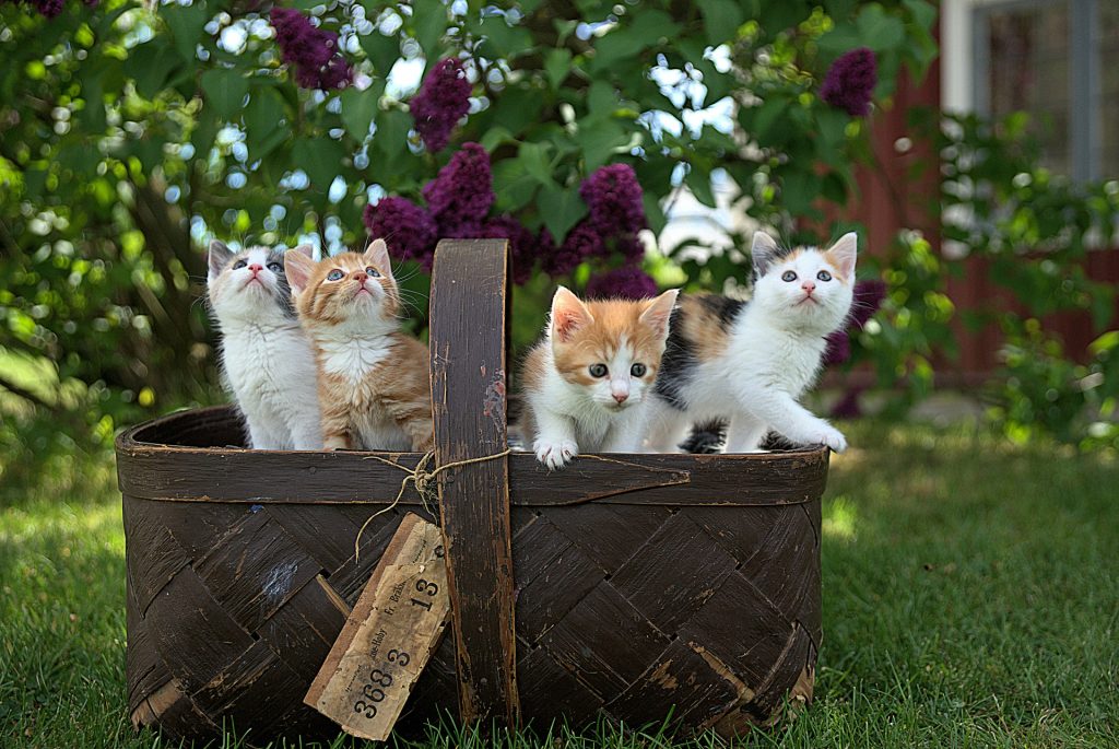 Panier avec des chatons